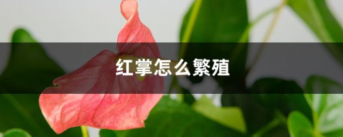 红掌怎么繁殖