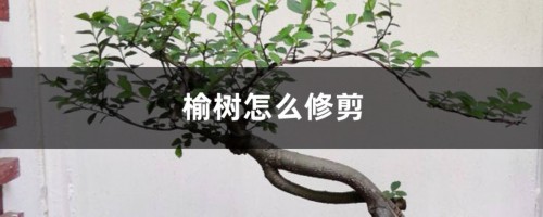 榆树怎么修剪好看，大小榆树修剪方法