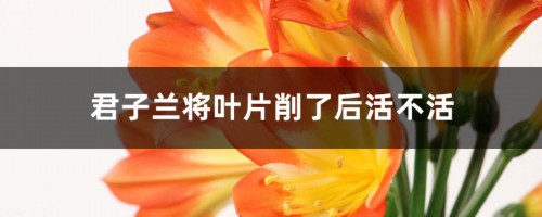 君子兰将叶片削了后活不活，只有根能活吗