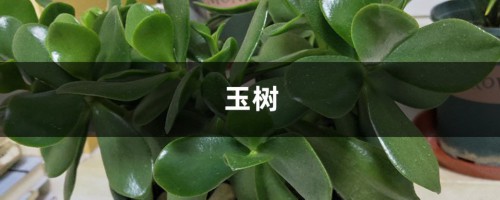 王大爷养“玉树”有妙招，用“它”浇花，叶子油绿又厚实