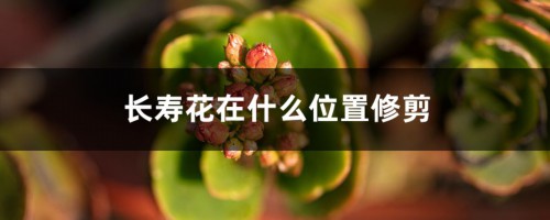 长寿花在什么位置修剪