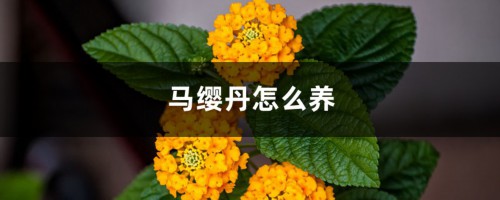 马缨丹怎么养