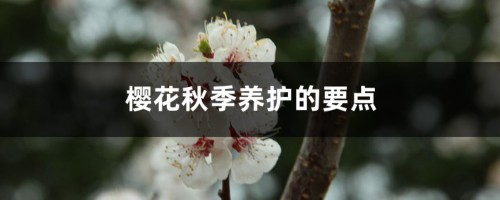 樱花秋季养护的要点