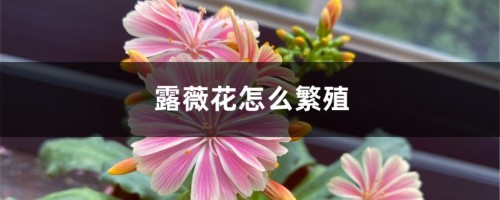 露薇花怎么繁殖